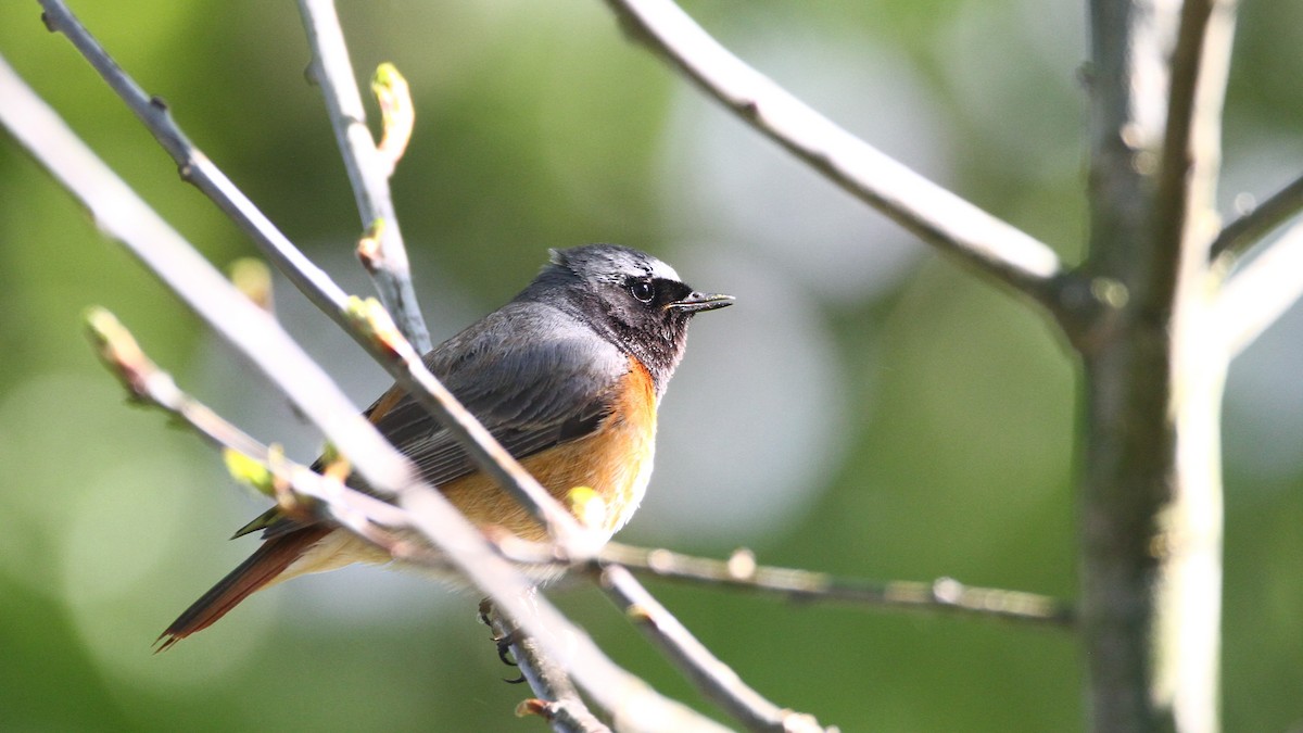 Common Redstart - ML566488531