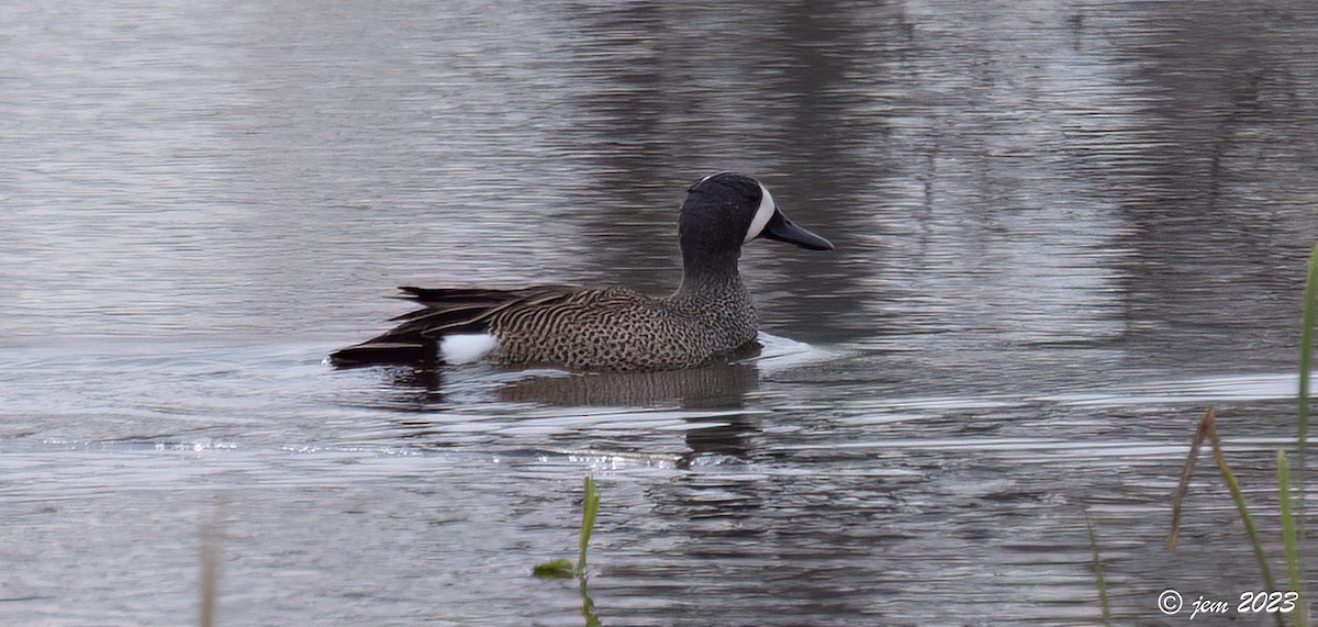 Blue-winged Teal - Carl & Judi Manning