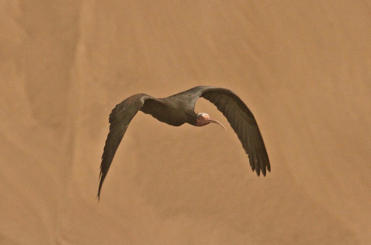 Northern Bald Ibis - Jim McCormick
