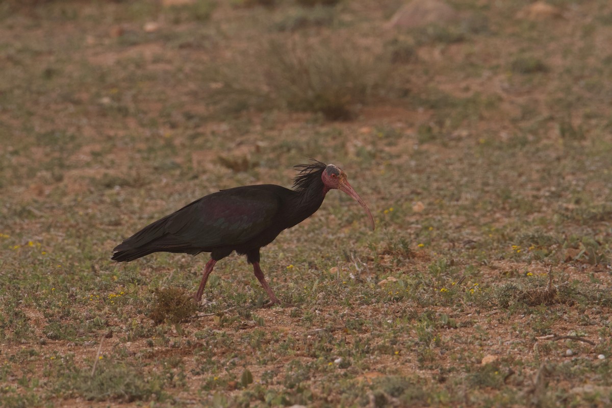 skallet ibis - ML566489541