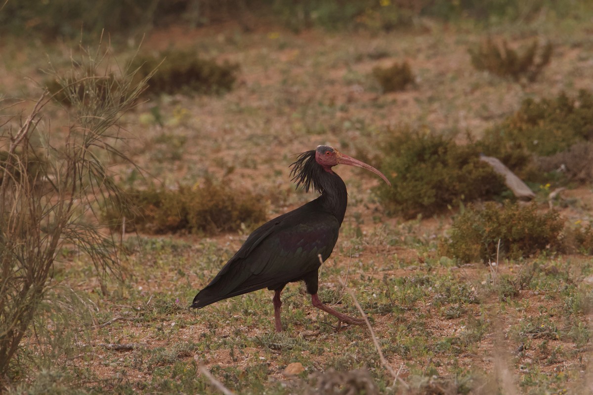 Northern Bald Ibis - Jim McCormick