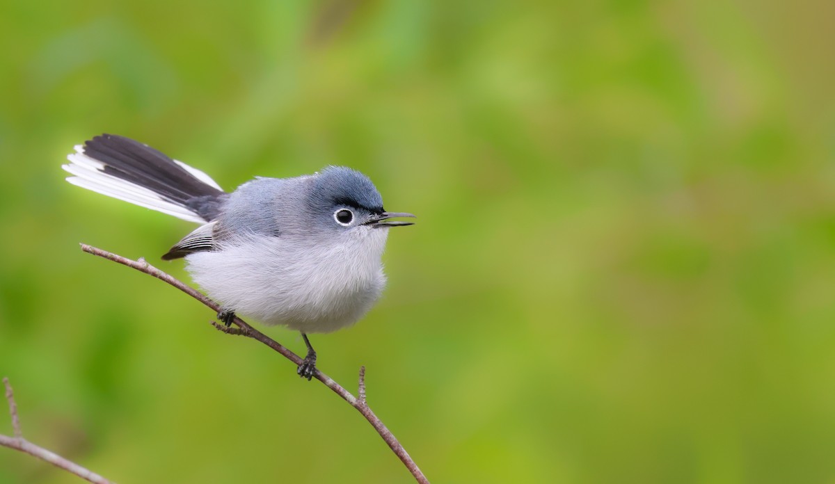 Blue-gray Gnatcatcher - ML566491751