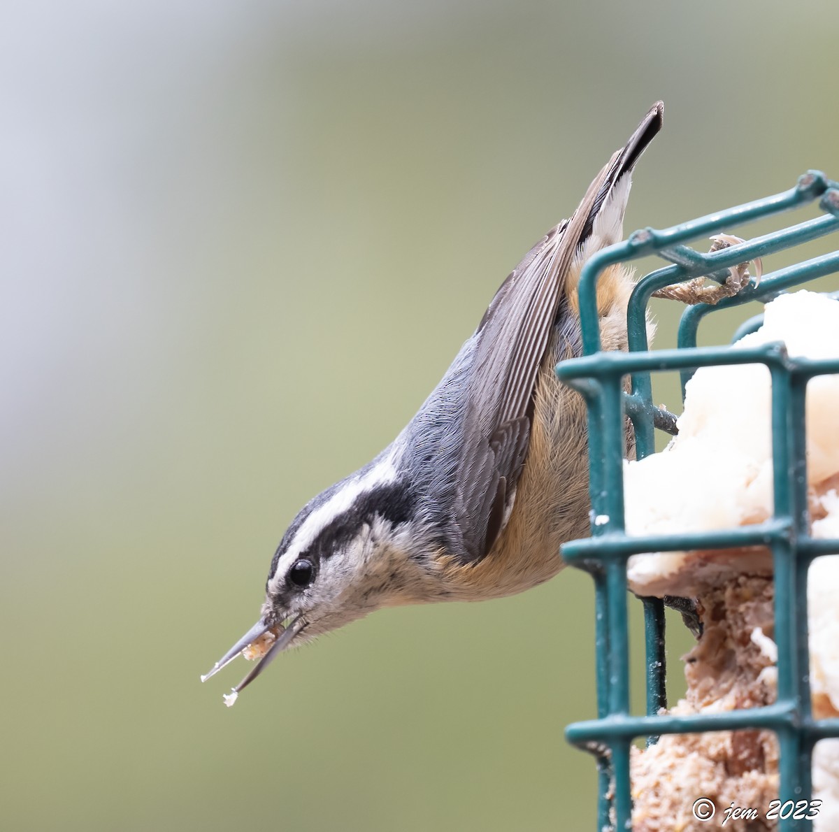 Red-breasted Nuthatch - ML566492301