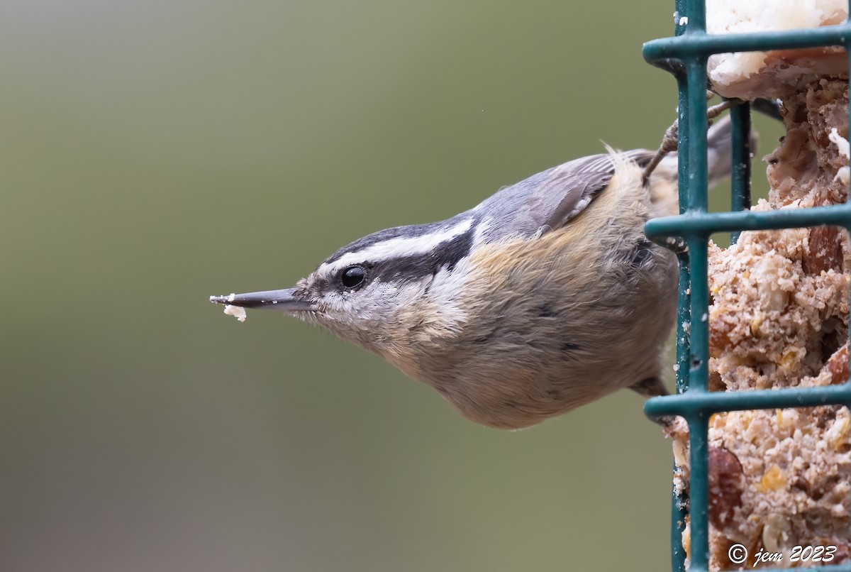 Red-breasted Nuthatch - ML566492311