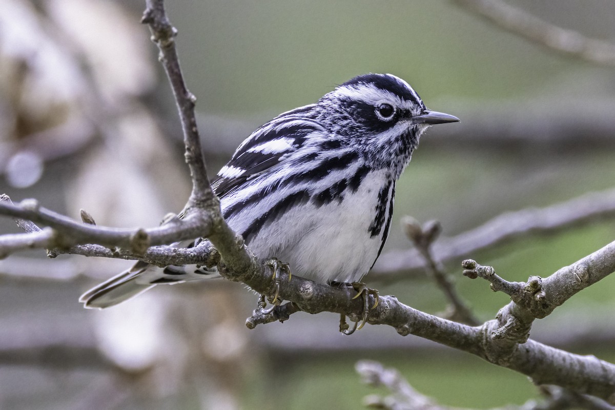 Black-and-white Warbler - ML566492511