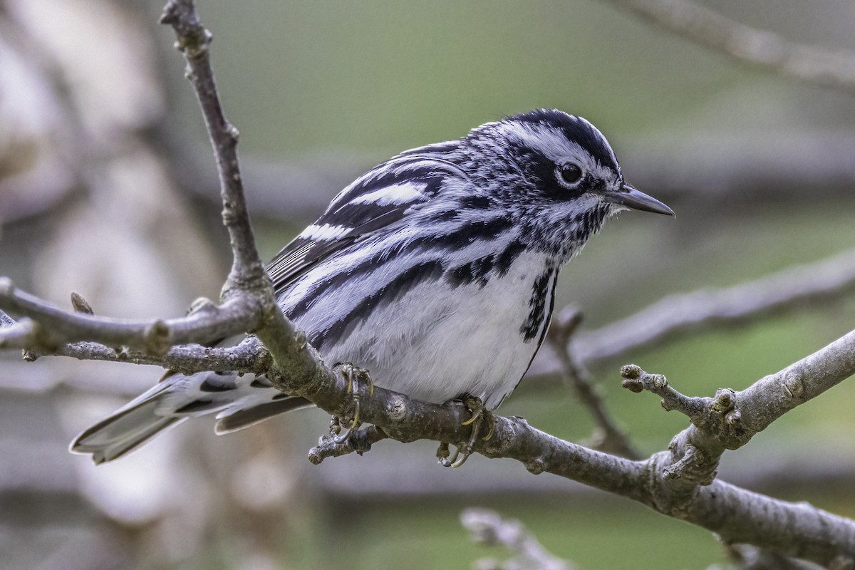 Black-and-white Warbler - ML566493171