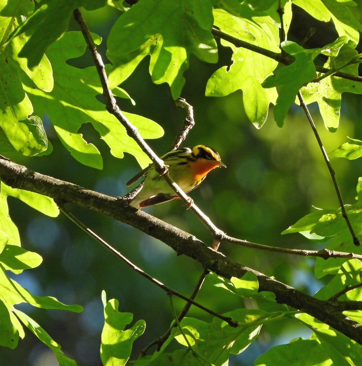 Blackburnian Warbler - ML566493371