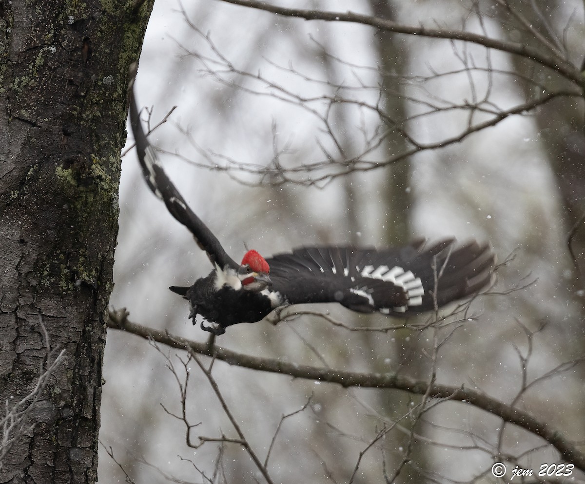 Pileated Woodpecker - ML566493551