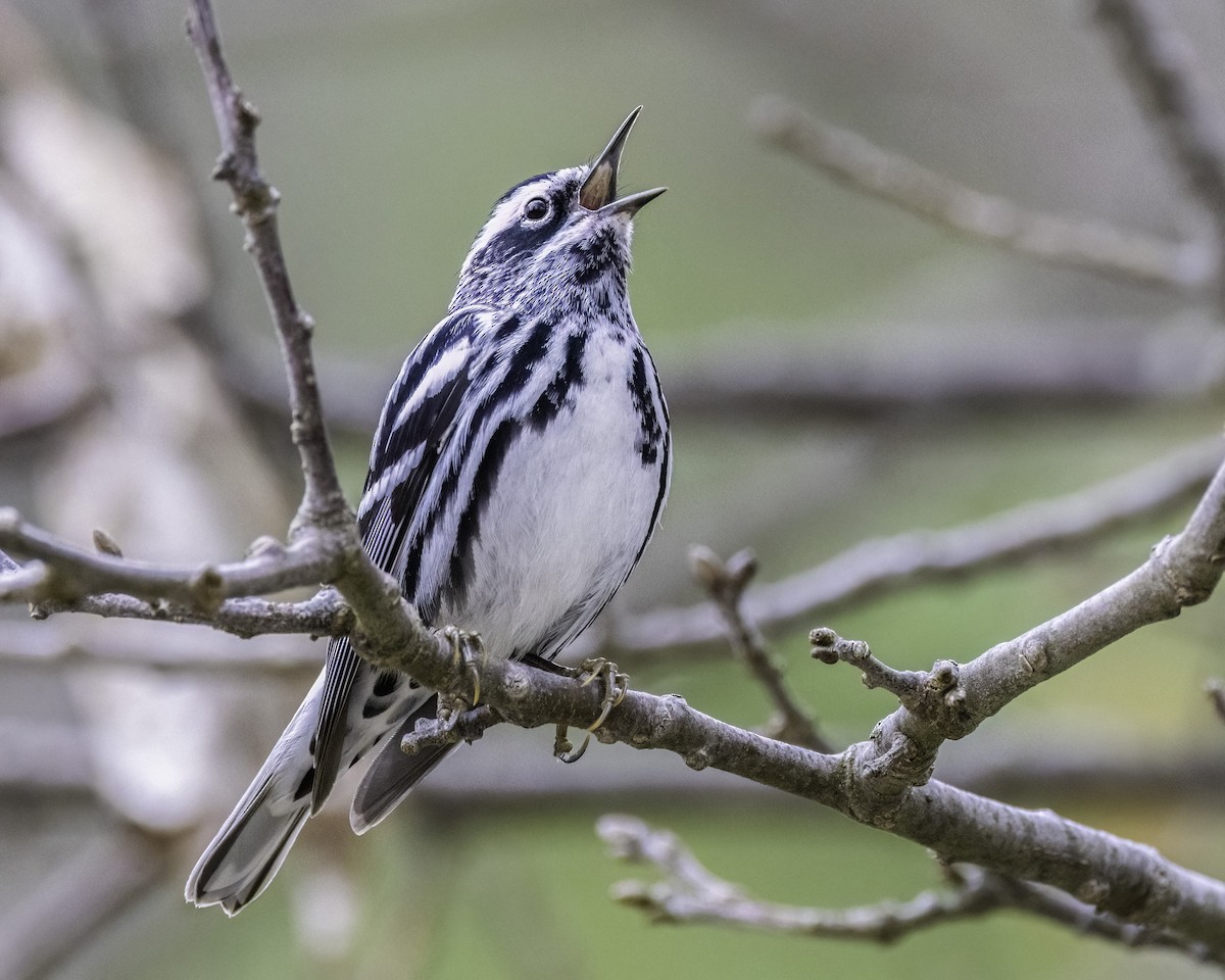 Black-and-white Warbler - ML566494531