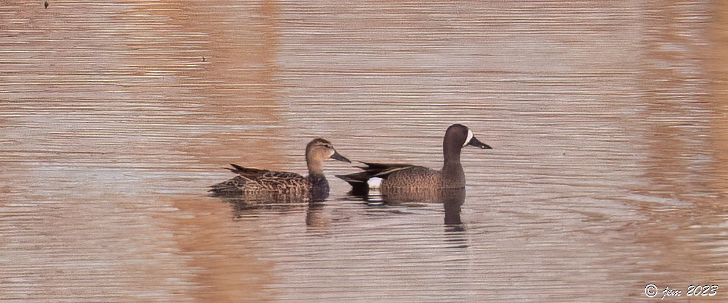 Blue-winged Teal - ML566496881