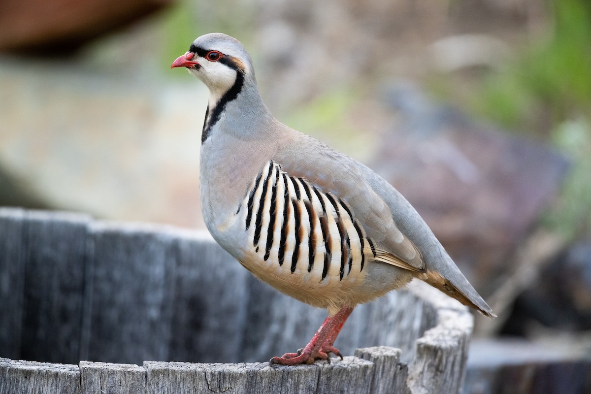 Chukar - ML566497281