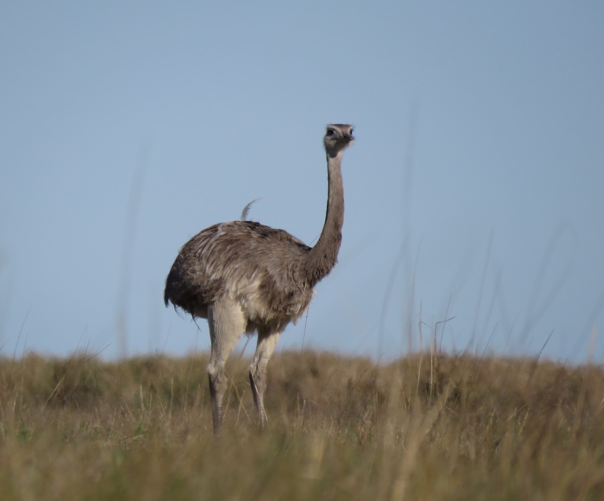 Greater Rhea - ML566498611