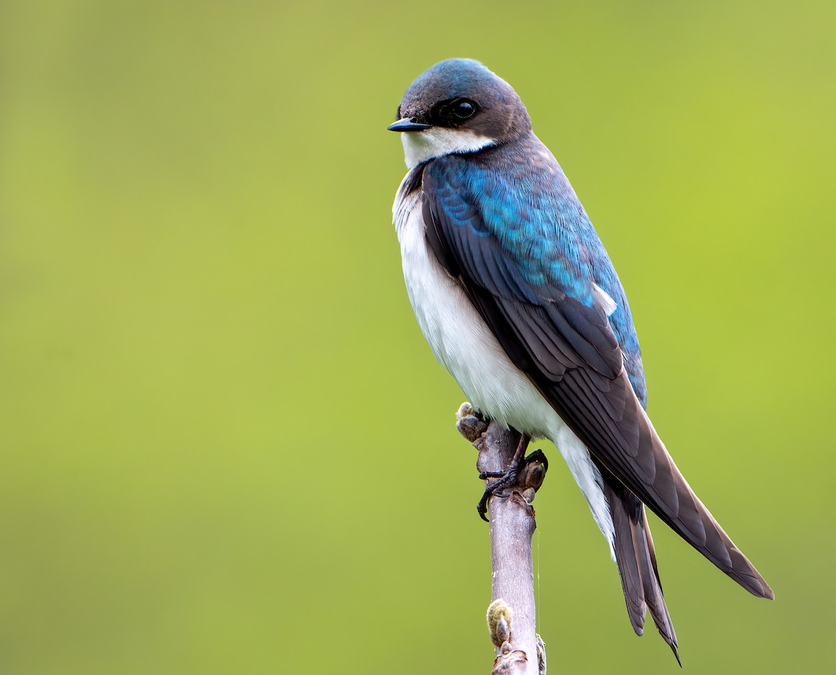 Golondrina Bicolor - ML566498661