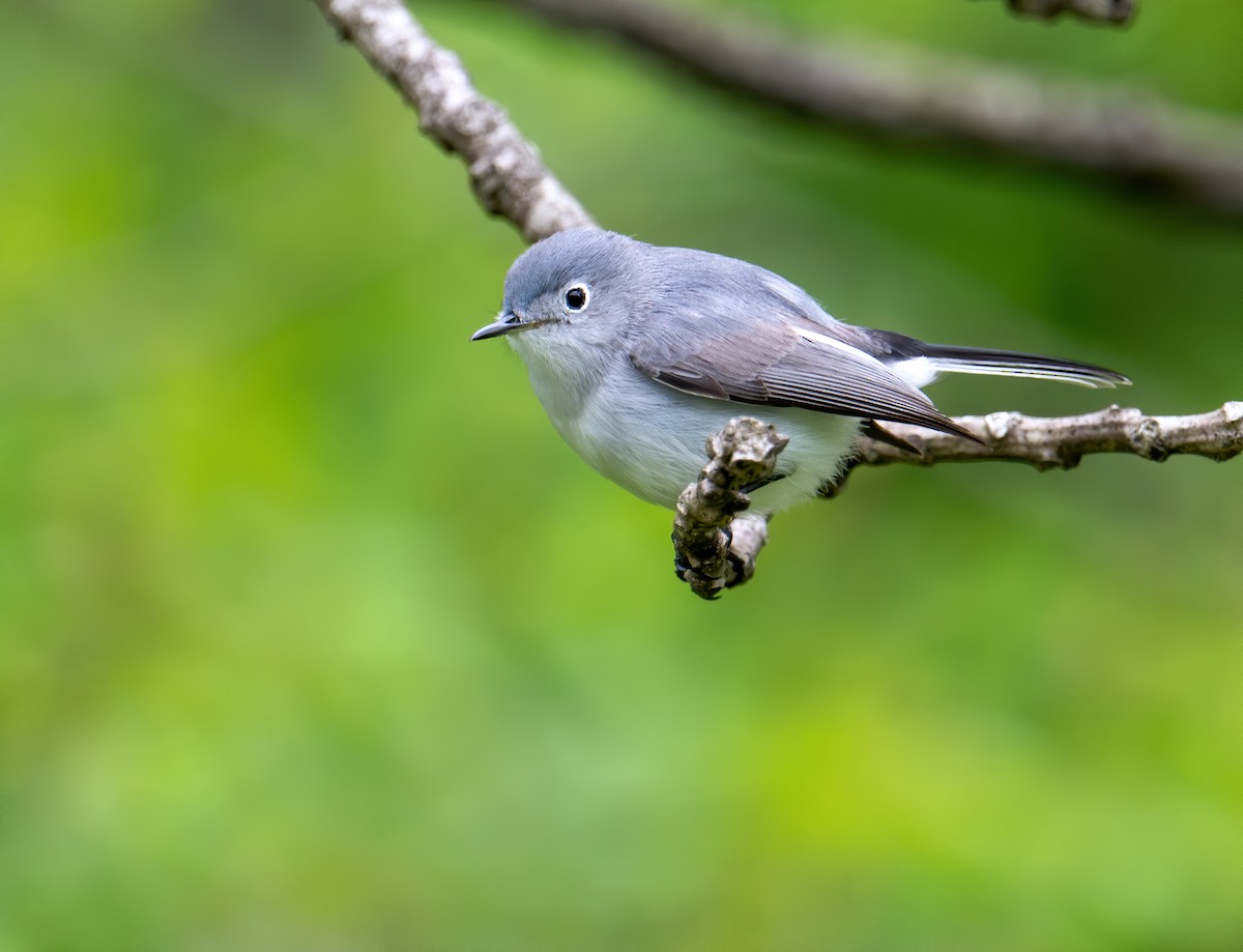 Blue-gray Gnatcatcher - ML566498771