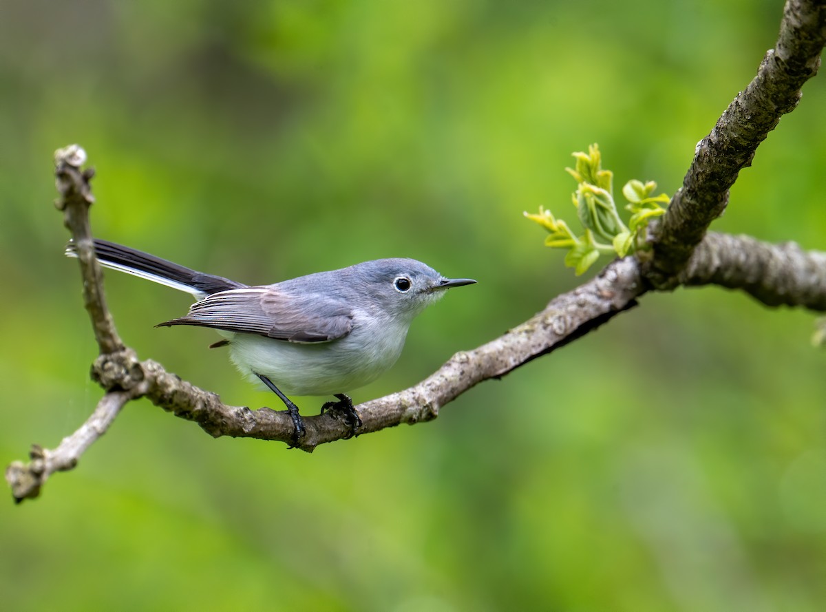 Blue-gray Gnatcatcher - ML566498781