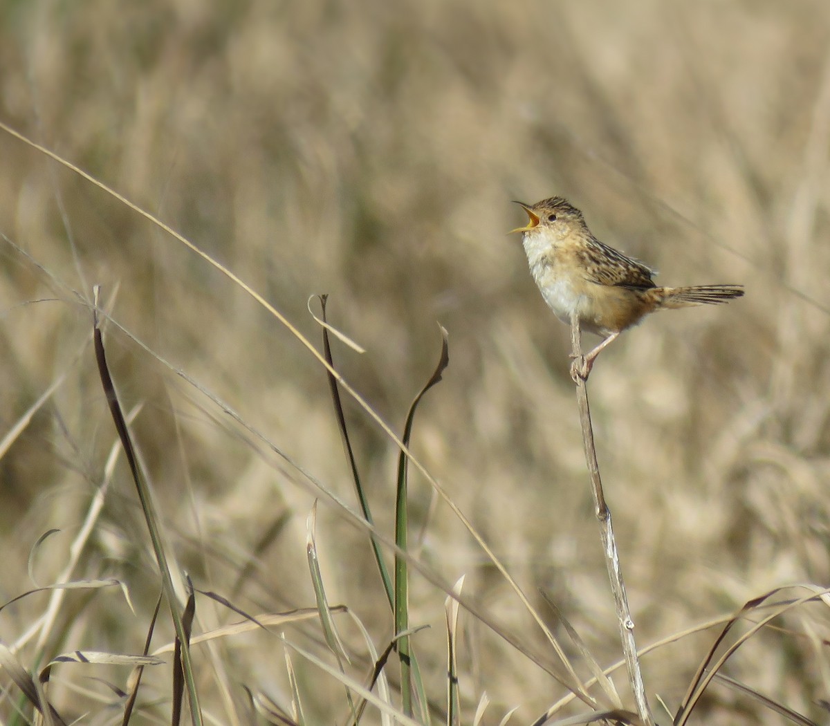 Grass Wren - ML566499381