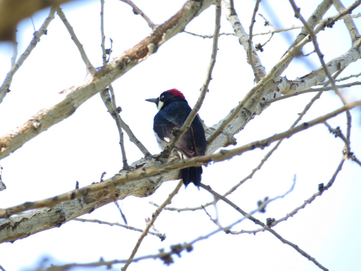 Acorn Woodpecker - ML56649941