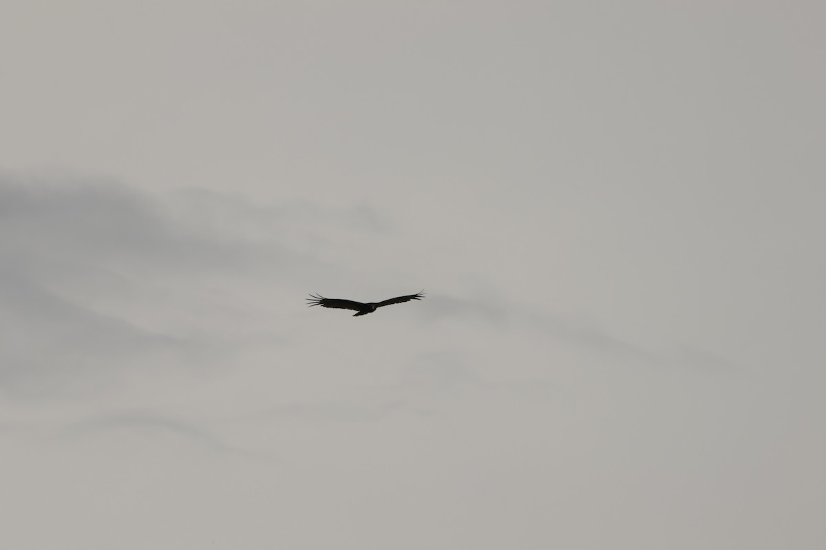 Turkey Vulture - ML566499761