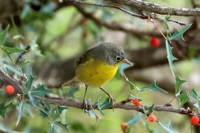 Nashville Warbler - Terry Hibbitts