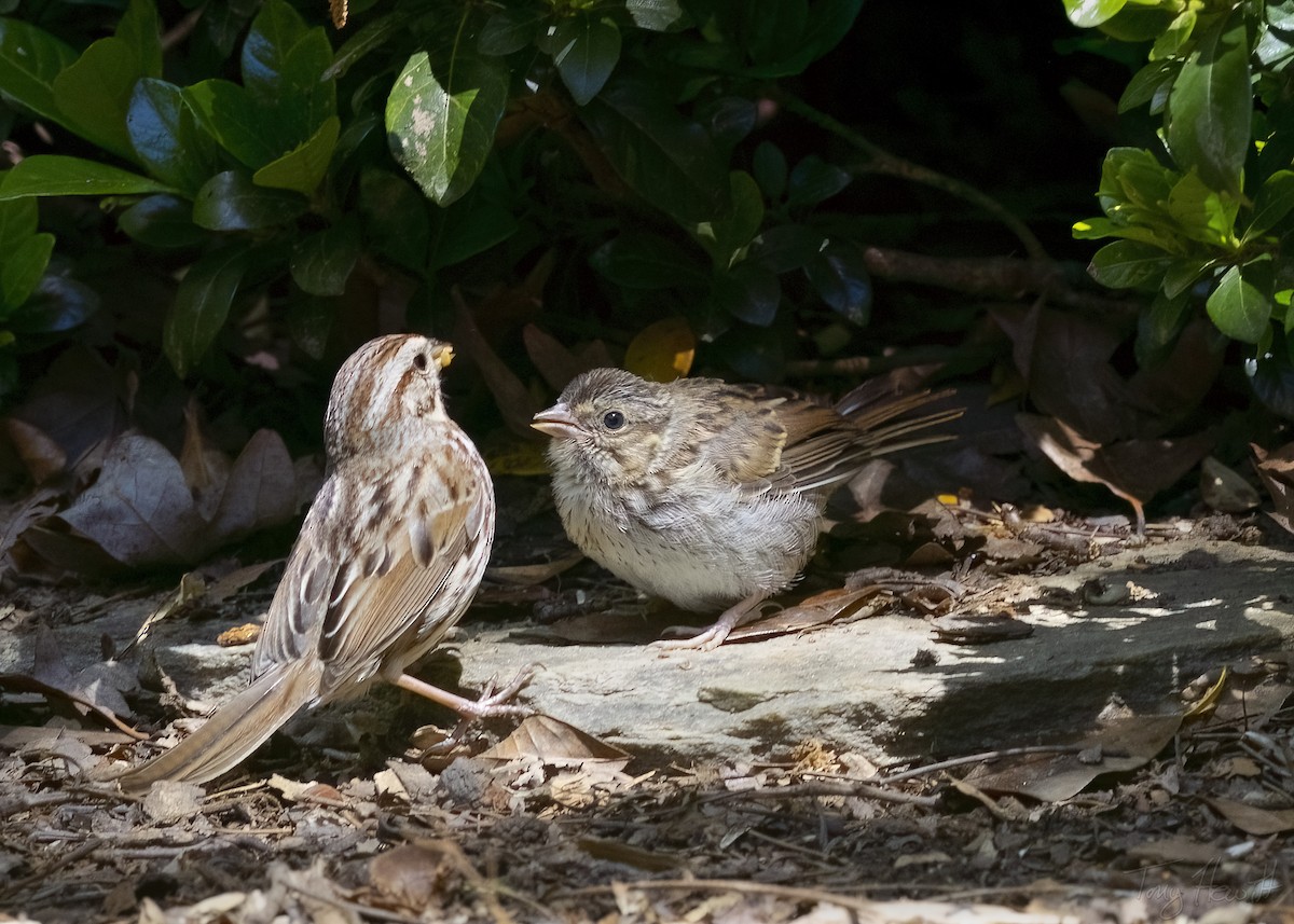 Song Sparrow - ML566500311