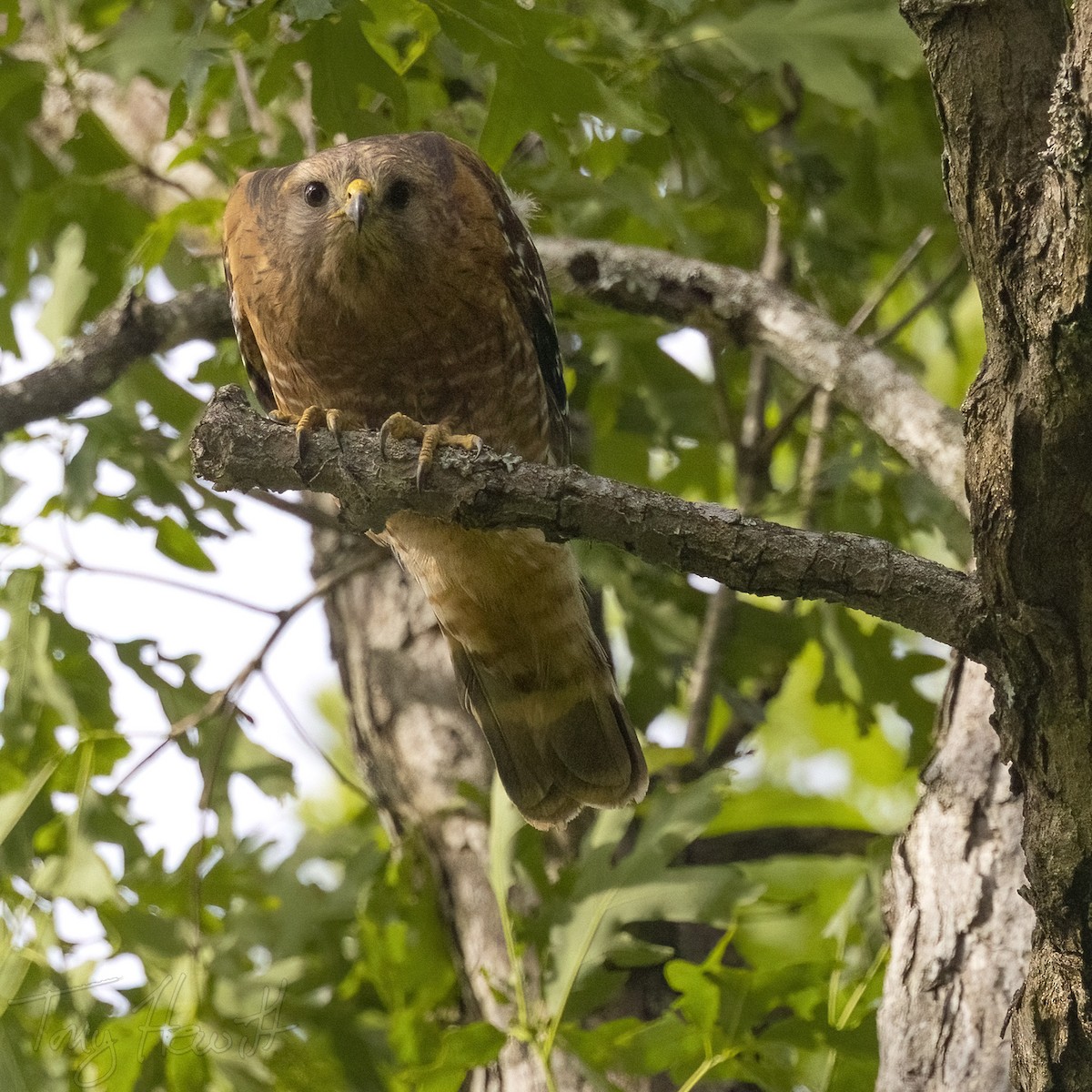 Red-shouldered Hawk - ML566500511