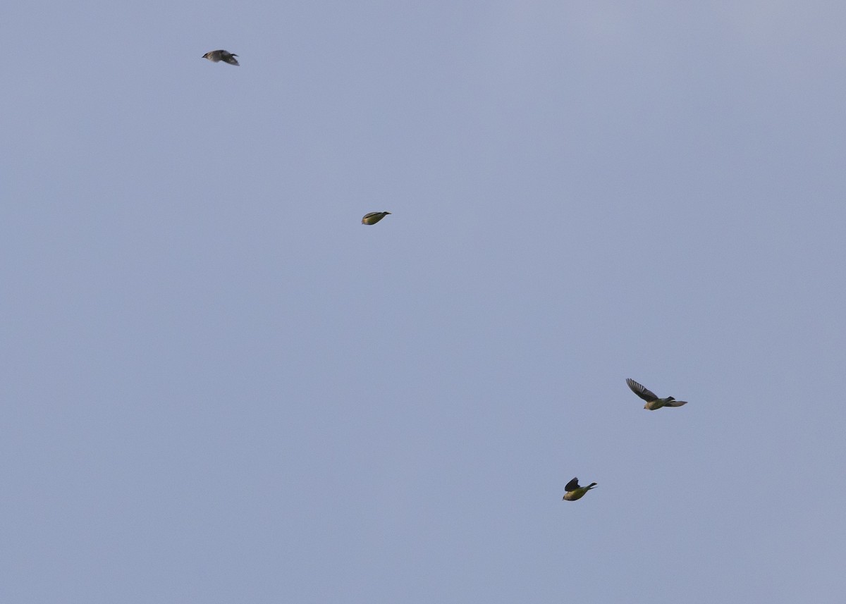 Cedar Waxwing - ML566500531