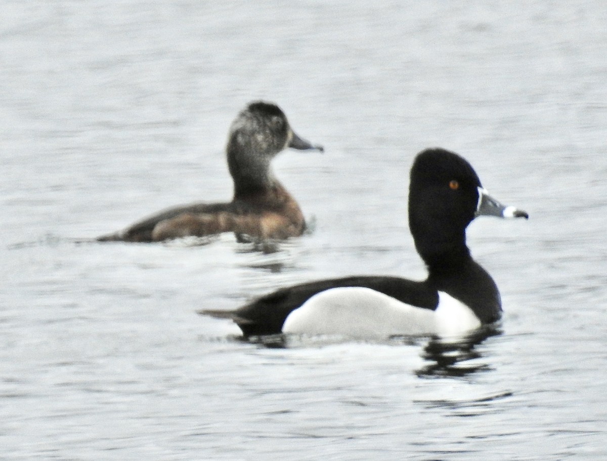 Ring-necked Duck - ML566500541