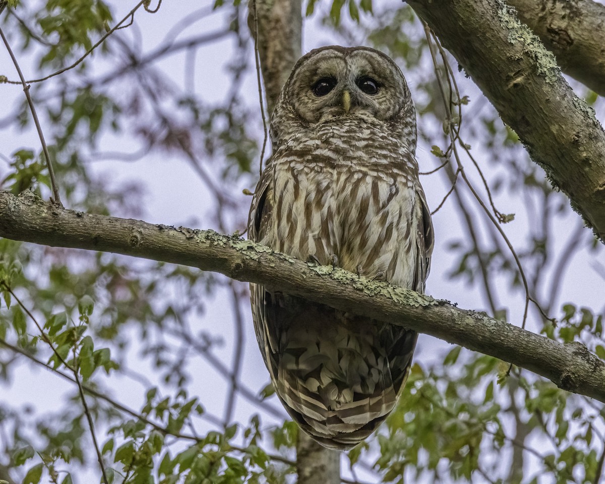 Barred Owl - ML566500981