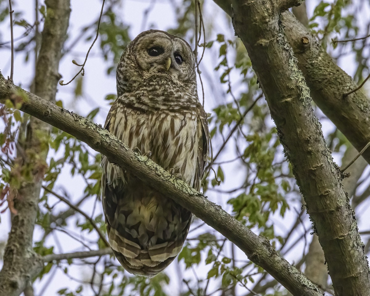 Barred Owl - ML566501011