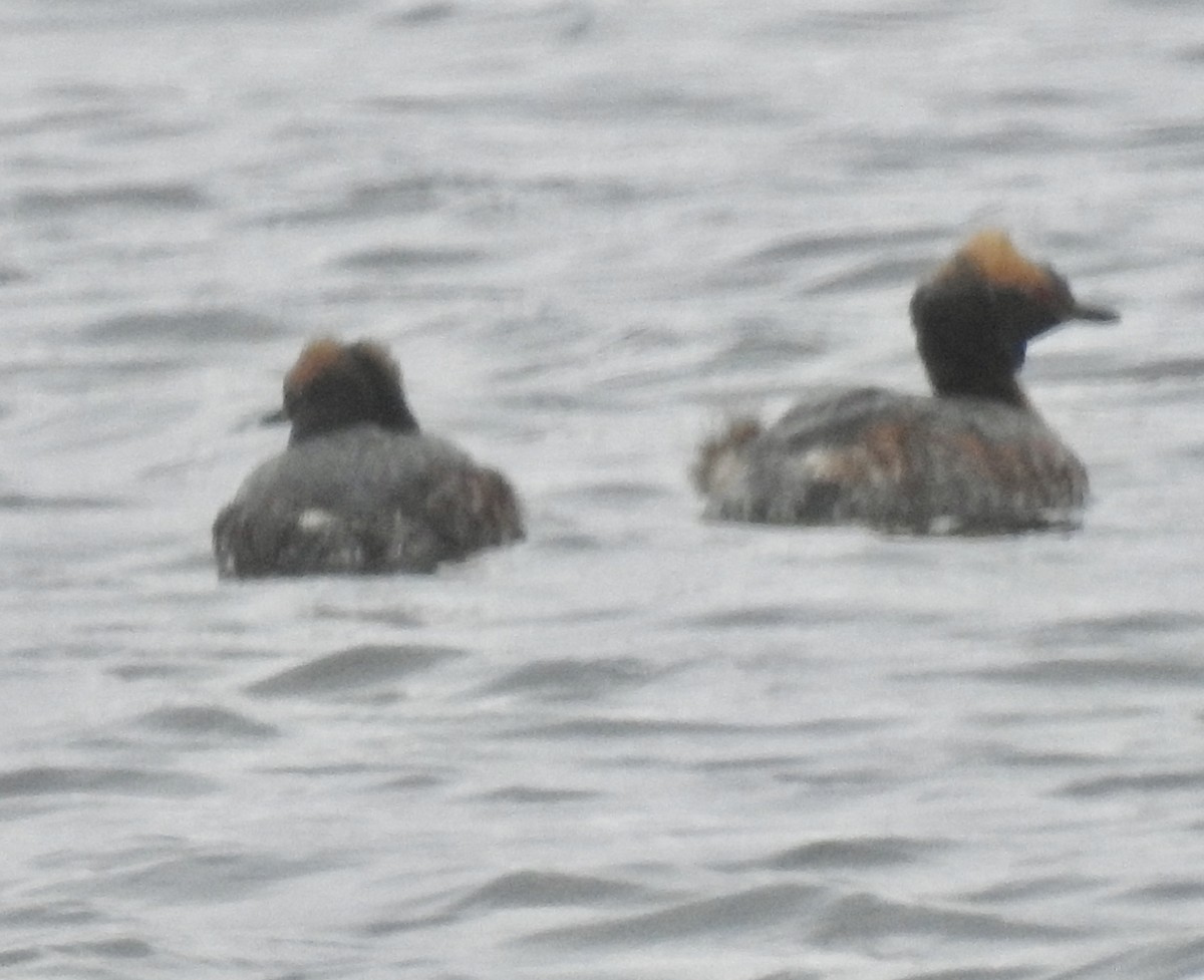 Horned Grebe - ML566501151