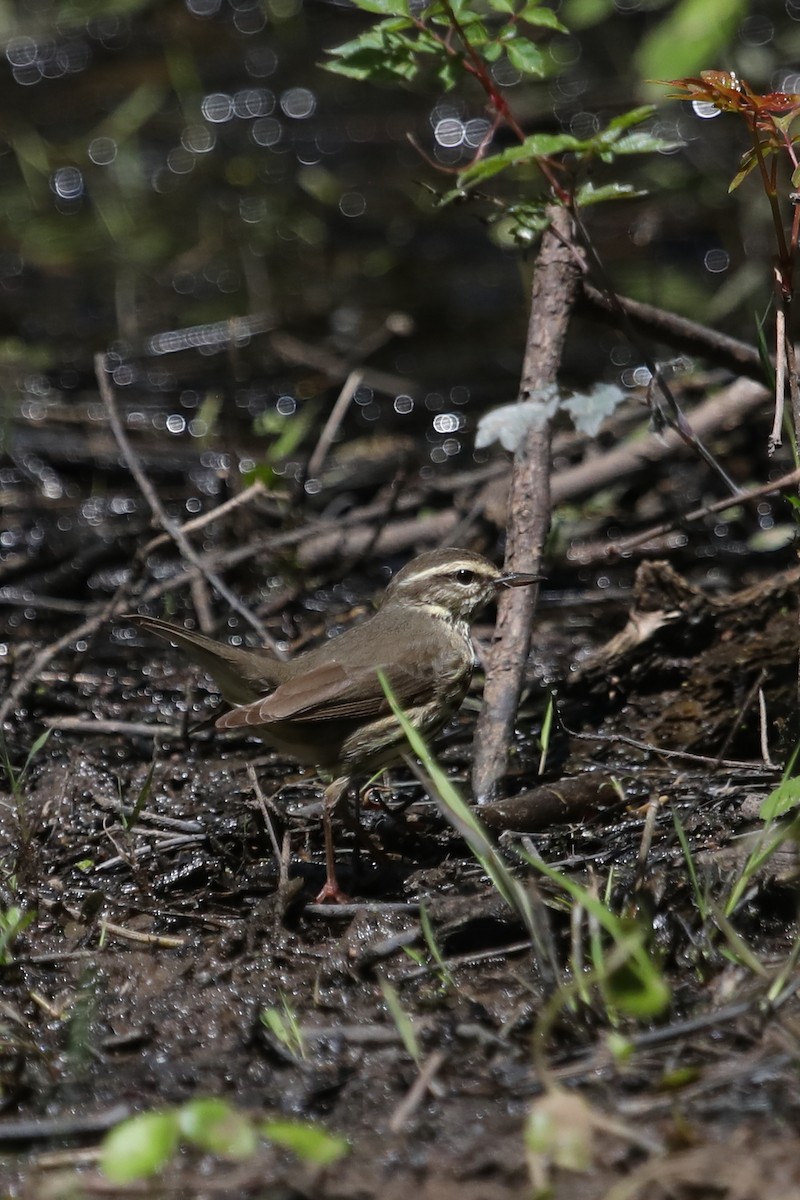 Northern Waterthrush - ML566502291