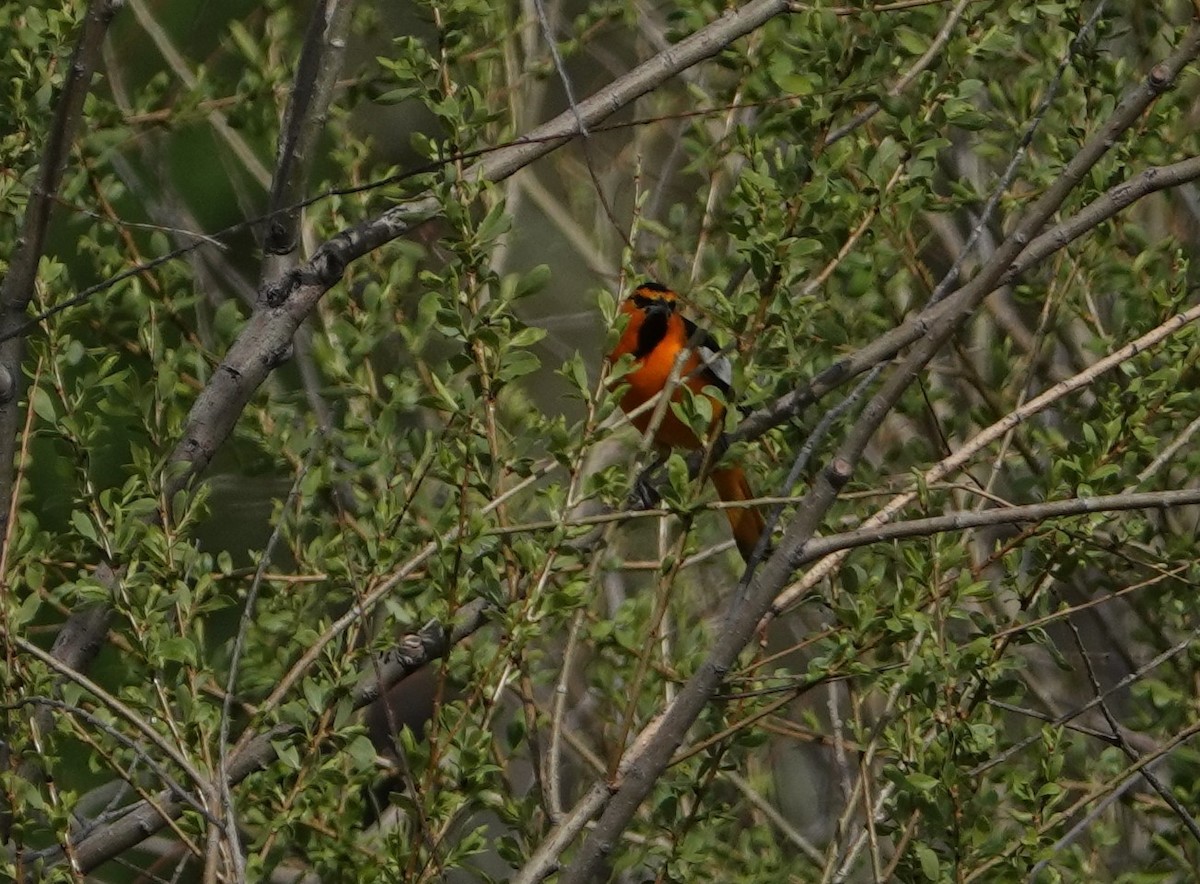 Bullock's Oriole - Danette Henderson