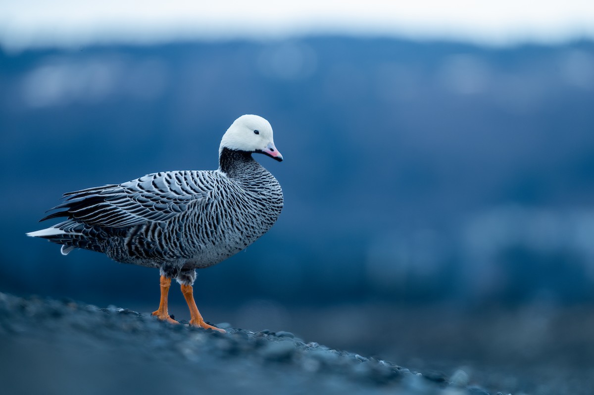 Emperor Goose - Sergius Hannan