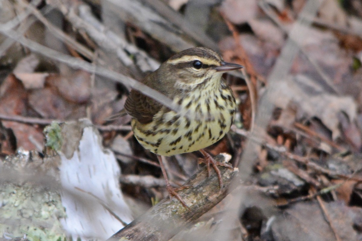 Northern Waterthrush - ML56650461