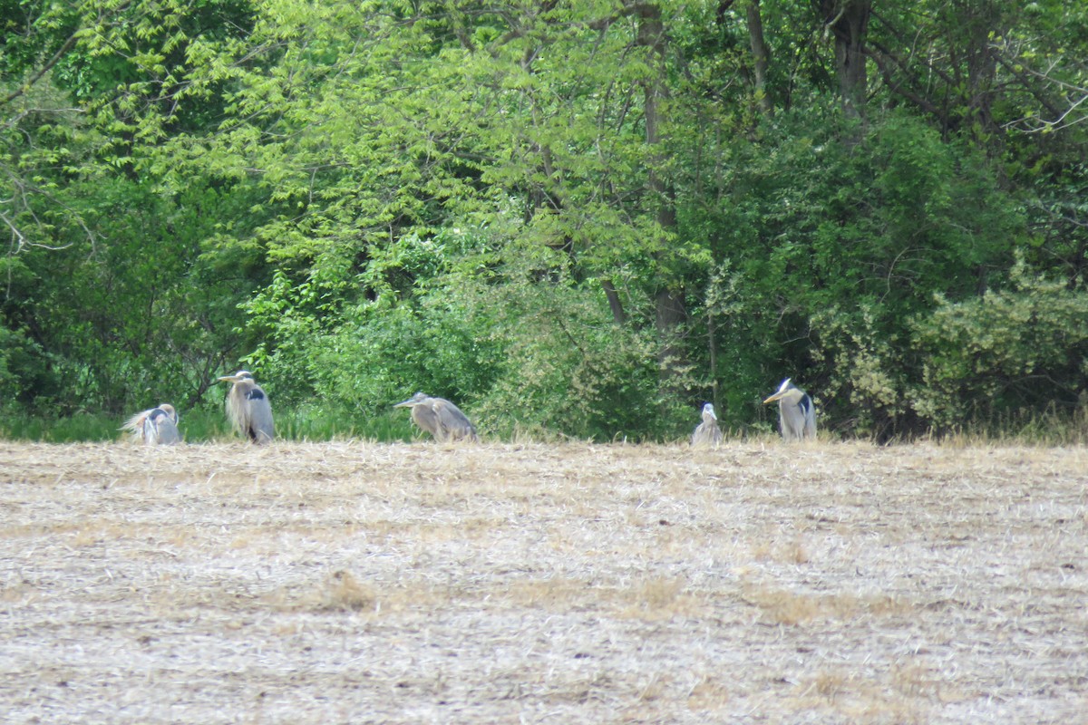 Great Blue Heron - ML566505051