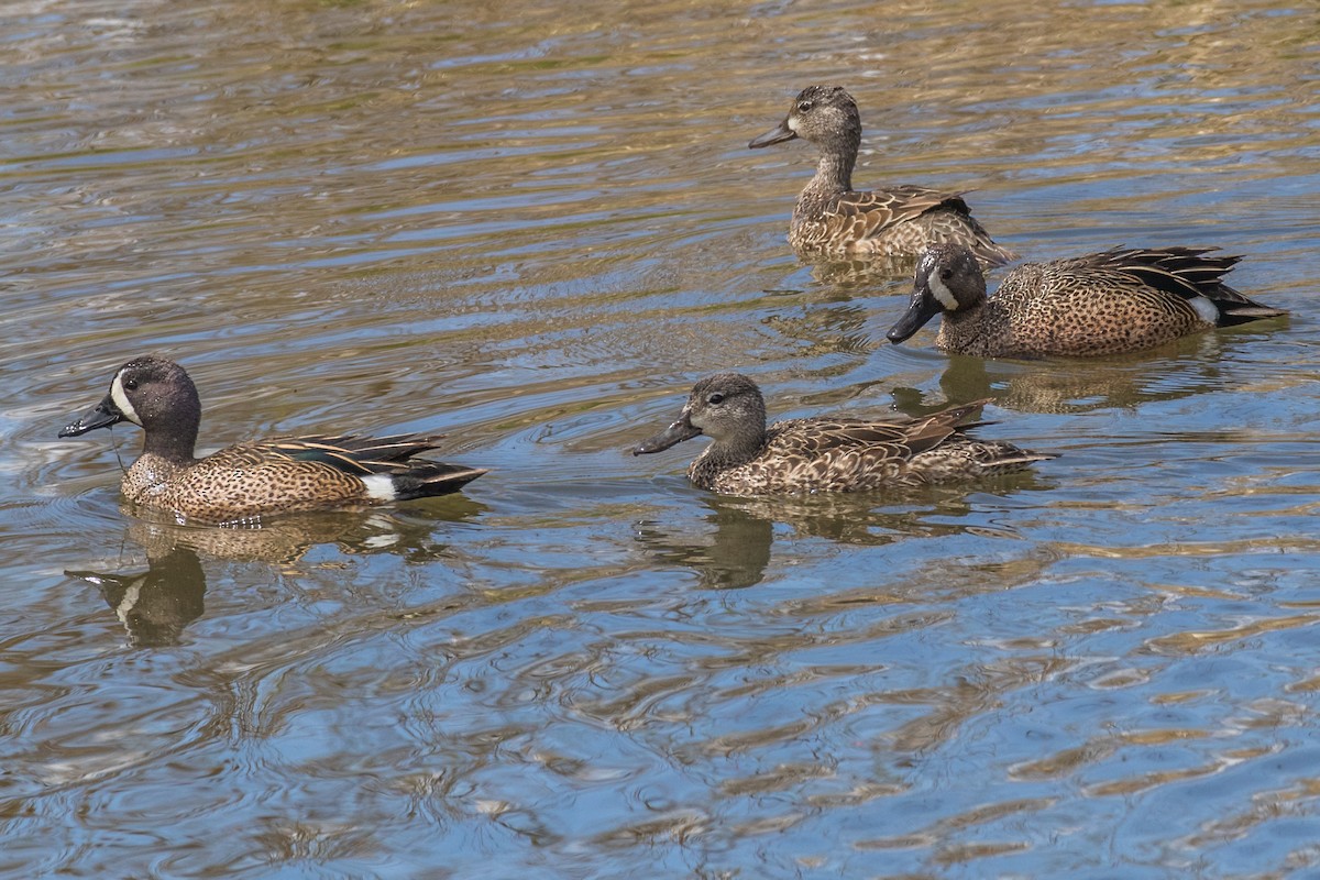 Blue-winged Teal - ML566505691