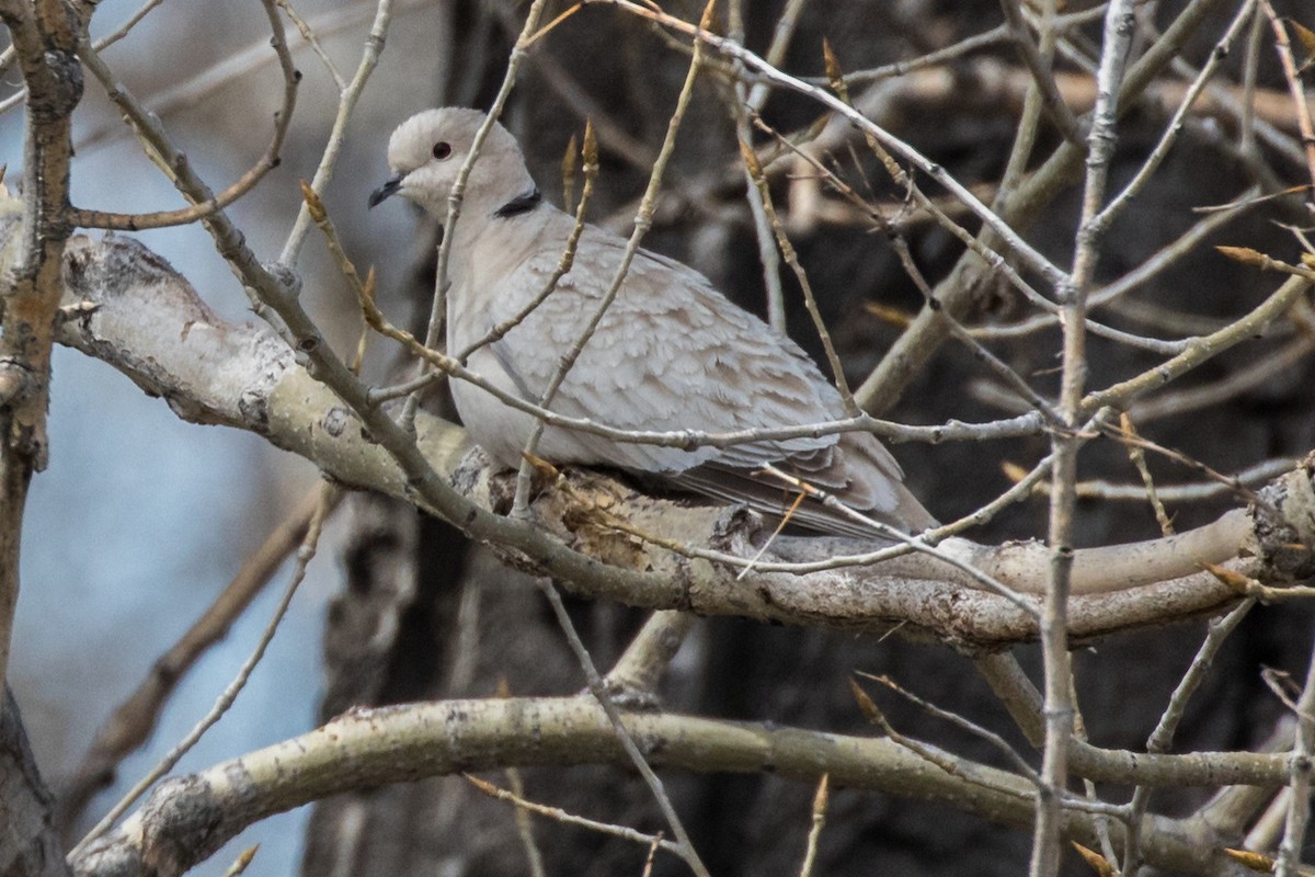 African Collared-Dove - ML566505711