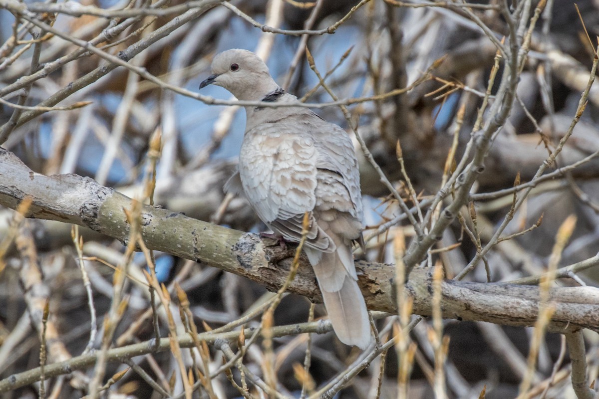 African Collared-Dove - ML566505741