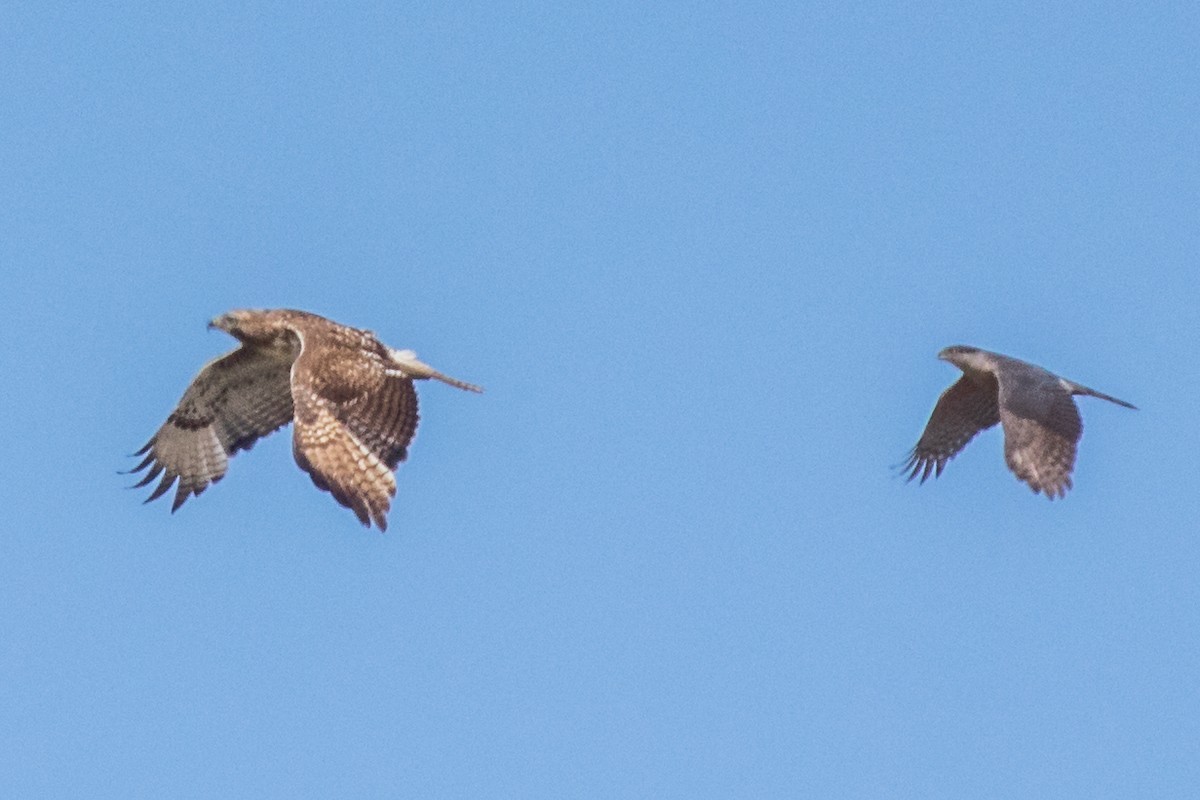 Cooper's Hawk - ML566505771