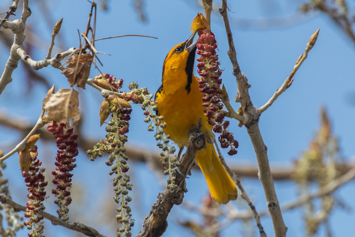 Oriole de Bullock - ML566506091