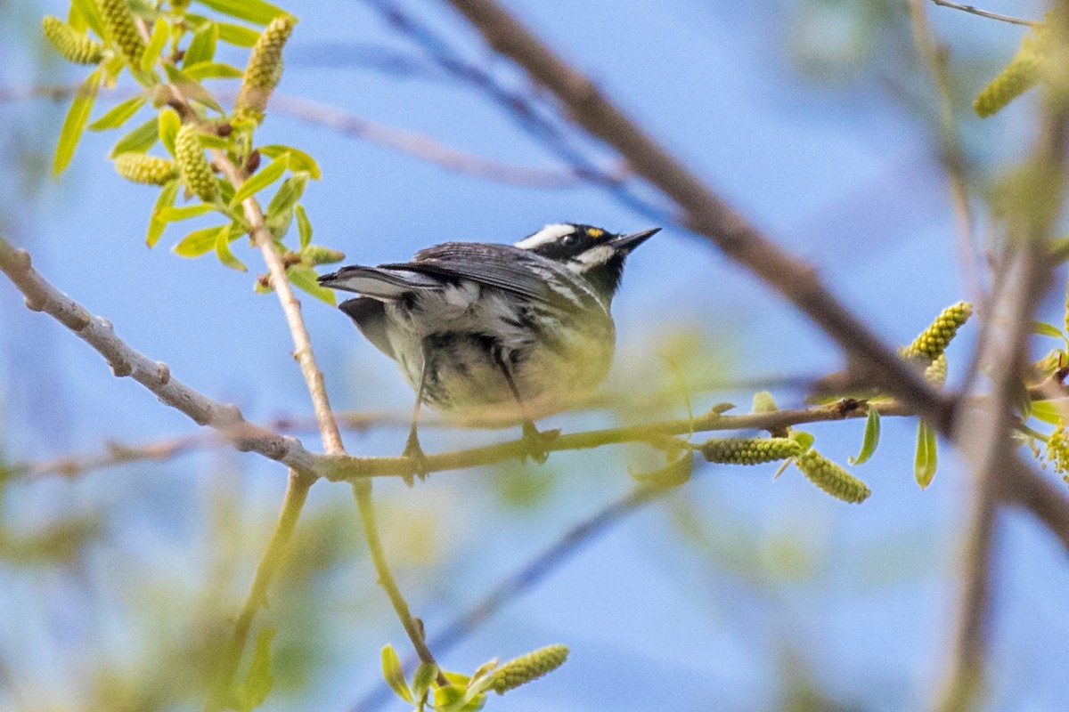 Black-throated Gray Warbler - ML566506221