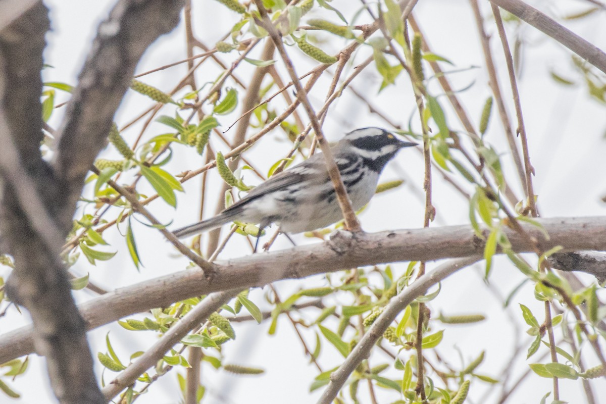 Black-throated Gray Warbler - ML566506231