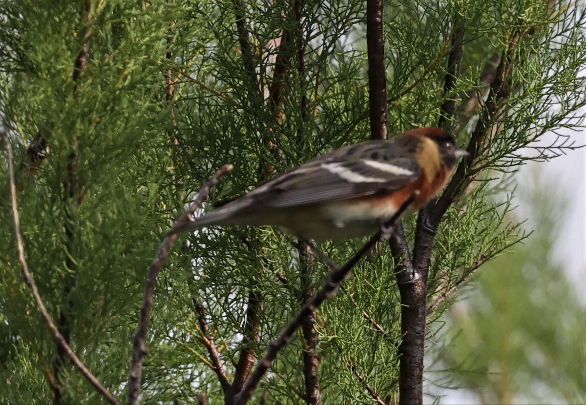 Bay-breasted Warbler - Dennis Cooke