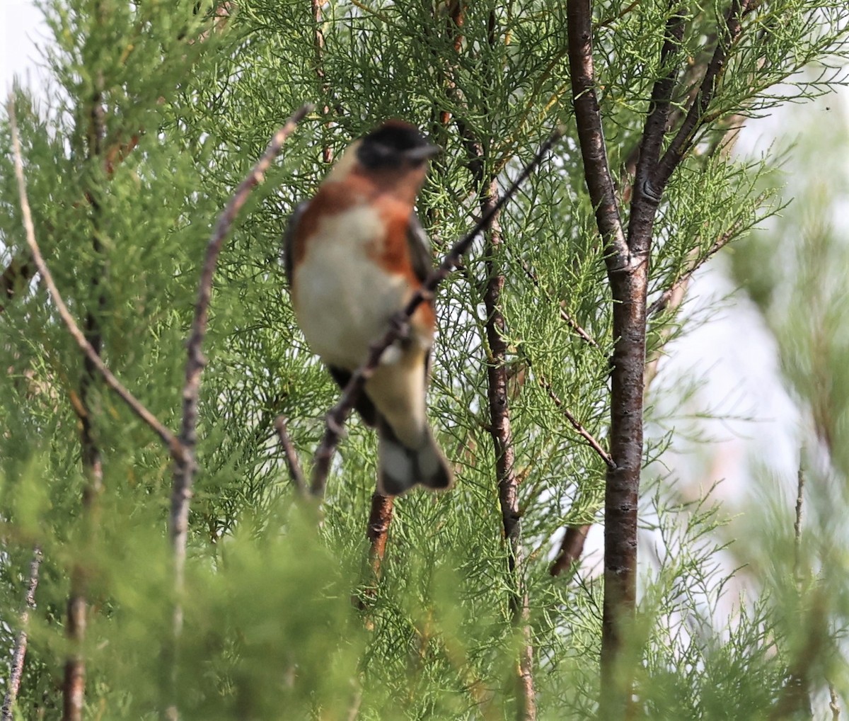 Bay-breasted Warbler - Dennis Cooke