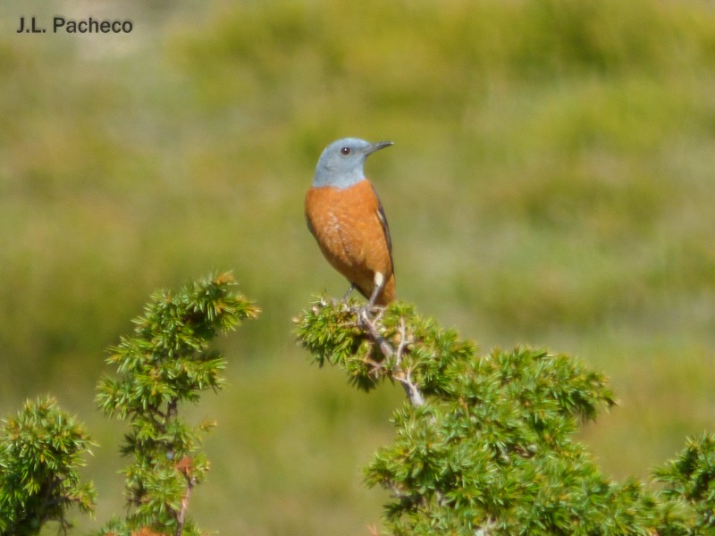 Rufous-tailed Rock-Thrush - ML56650891
