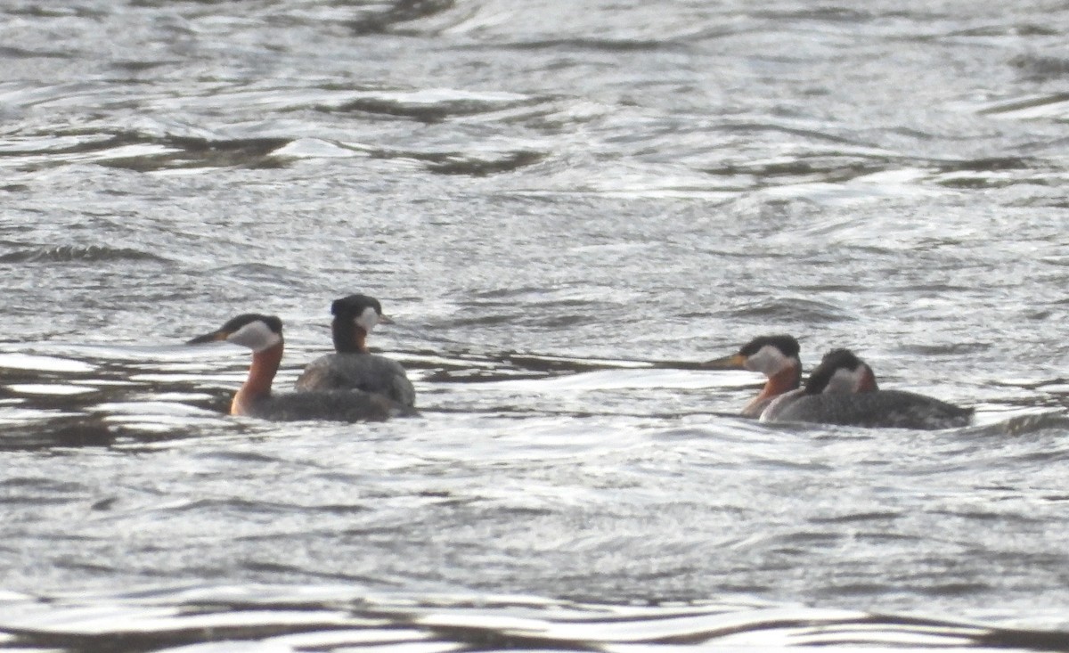 Red-necked Grebe - Francois Bourret