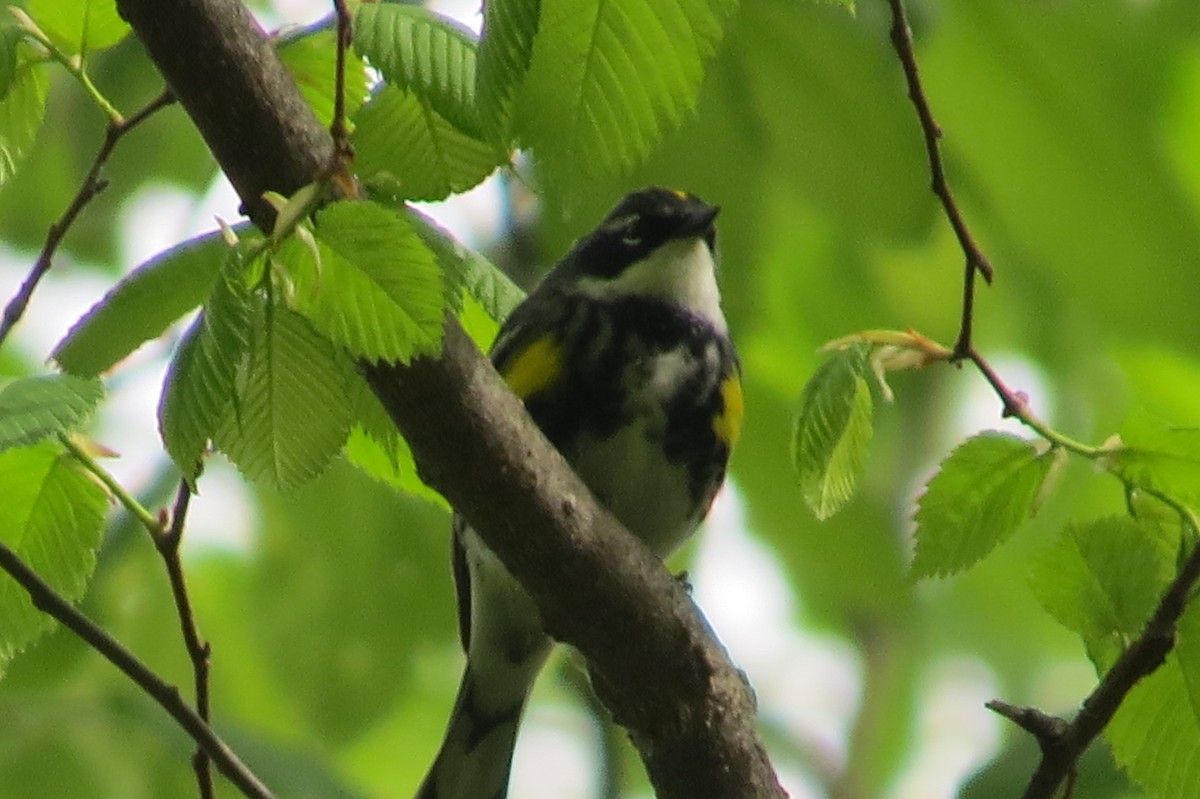 Yellow-rumped Warbler - ML56651151