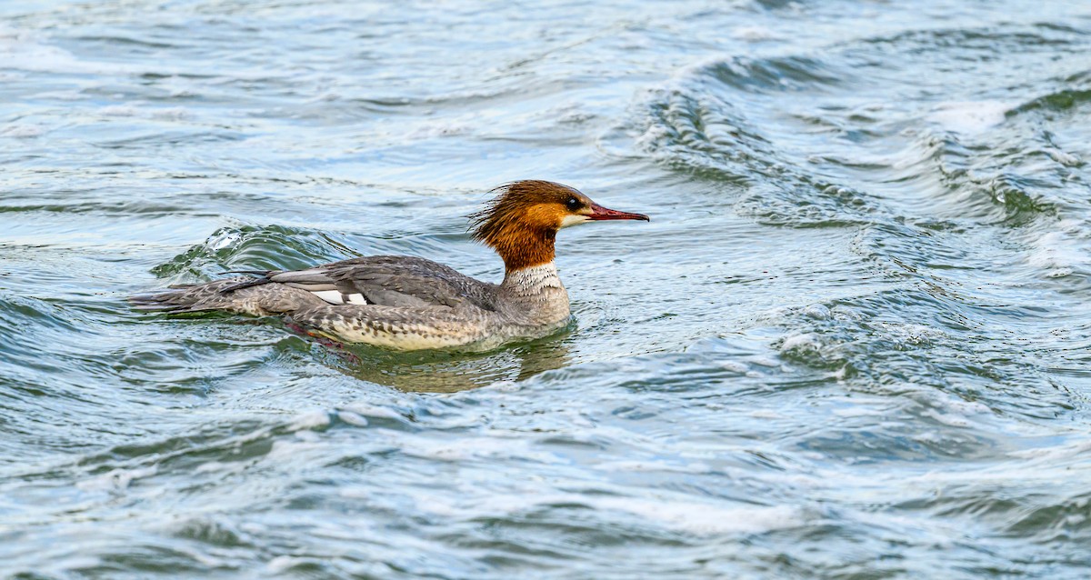 Common Merganser - Ken Miracle