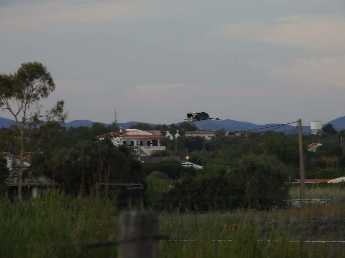 Gray Heron - Nelson Conceição