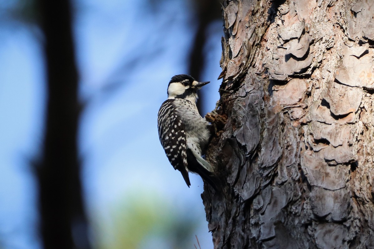 Red-cockaded Woodpecker - ML566512641